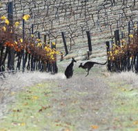 Blue Pyrenees Estate - Accommodation Fremantle
