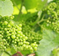 Waratah Hills Vineyard - Accommodation Fremantle