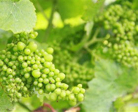 Waratah Hills Vineyard - Accommodation Fremantle 0
