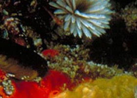 Point Cooke Marine Sanctuary - Accommodation Fremantle 0