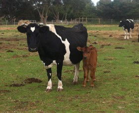 Animal Land Children's Farm - Accommodation Fremantle 0