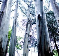 Dandenong Ranges National Park - Accommodation Fremantle