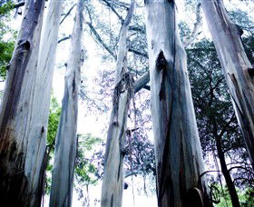 Dandenong Ranges National Park - Accommodation Fremantle 0