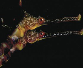 Eagle Rock Marine Sanctuary - Accommodation Fremantle 0