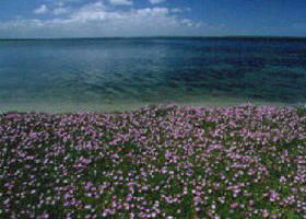 The Lakes National Park - Accommodation Fremantle 0