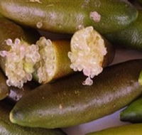 Sandy Creek Olives and Finger Limes - Accommodation Fremantle