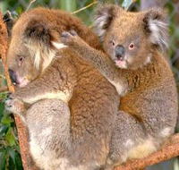 Shoalhaven Zoo - Accommodation Fremantle