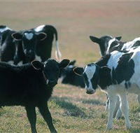 Bodalla Dairy Cheese Factory - Accommodation Fremantle
