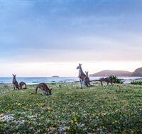 Pebbly Beach - Accommodation Fremantle
