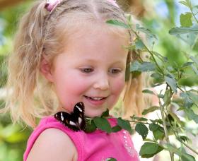 Coffs Harbour Butterfly House - Accommodation Fremantle 0