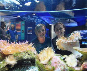Solitary Islands Aquarium - Accommodation Fremantle 0