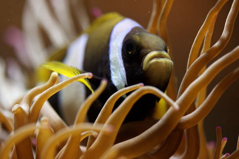 Solitary Islands Aquarium - Accommodation Fremantle 1