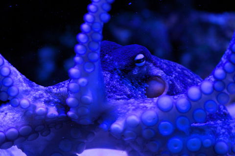 Solitary Islands Aquarium - Accommodation Fremantle 2
