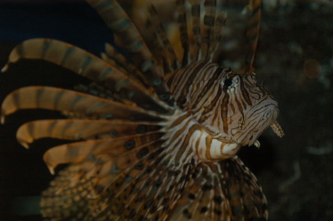 Solitary Islands Aquarium - Accommodation Fremantle 4