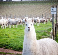 Gemtree Vineyards Cellar Door - Accommodation Fremantle
