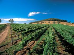Thorn-Clarke Wines - Accommodation Fremantle 1