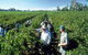 Padthaway Estate Winery - thumb 1