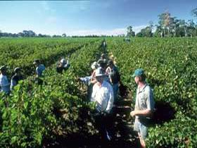 Padthaway Estate Winery - Accommodation Fremantle 1