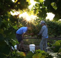 Oakdene Vineyards Restaurant and Cellar Door - Accommodation Fremantle