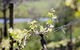 Stonier Wines - thumb 0