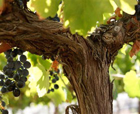 Blackjack Vineyards - Accommodation Fremantle 0