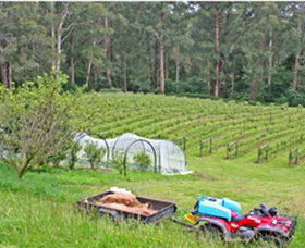 Peveril Vineyard/Beechy Berries - Accommodation Fremantle 1