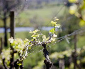 Whistling Eagle Vineyard - Accommodation Fremantle 0