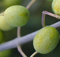 Montalto Vineyard and Olive Grove - Accommodation Fremantle