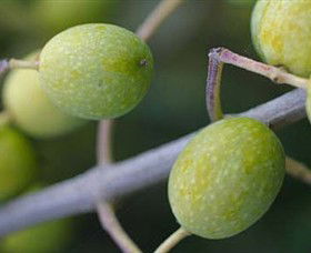 Montalto Vineyard And Olive Grove - Accommodation Fremantle 0
