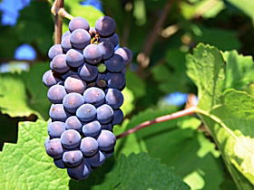 Tinderbox Vineyard - Accommodation Fremantle 0