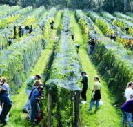 Crosswinds Vineyard - Accommodation Fremantle