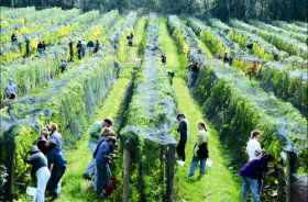 Crosswinds Vineyard - Accommodation Fremantle 0