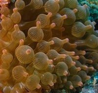 Coral Gardens Dive Site Mooloolaba - Accommodation Fremantle