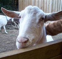 Drysdale Cheeses - Accommodation Fremantle