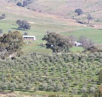Wymah Organic Olives and Lambs - Accommodation Fremantle