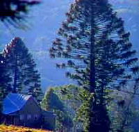 Bunya Mountains National Park - Accommodation Fremantle