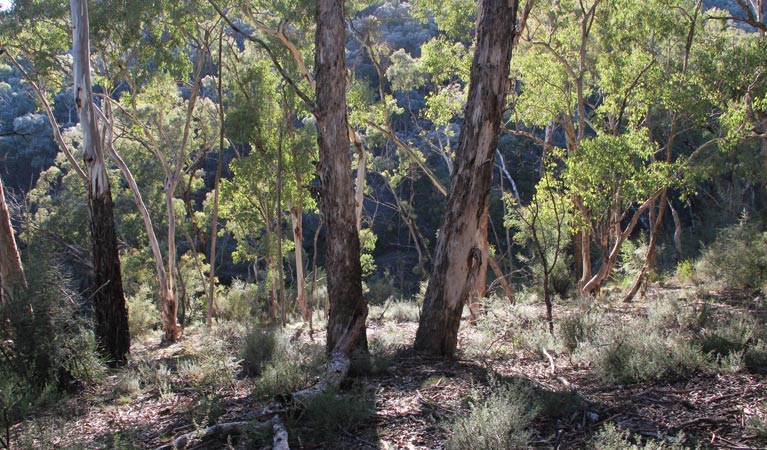 Judds Creek NSW Accommodation Fremantle
