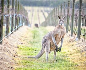 Yabby Lake Vineyard & Cellar Door - Accommodation Fremantle 8