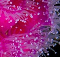 Yaringa Marine National Park - Accommodation Fremantle
