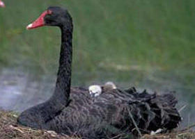 French Island Marine National Park - Accommodation Fremantle 0