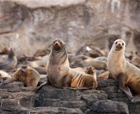 Phillip Island Nature Parks - Accommodation Fremantle 1