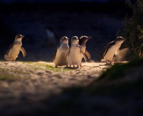 Phillip Island Nature Parks - Accommodation Fremantle 0