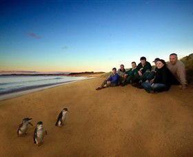Phillip Island Nature Parks - Accommodation Fremantle 7
