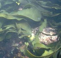 Churchill Island Marine National Park - Accommodation Fremantle