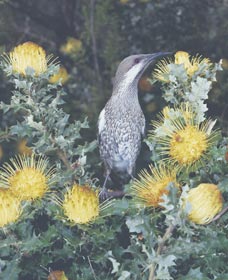 Dryandra Woodland - Accommodation Fremantle 1