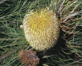 Dryandra Woodland - Accommodation Fremantle 3