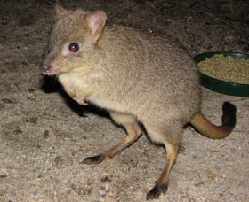 Barna Mia Native Animal Sanctuary - Accommodation Fremantle 1