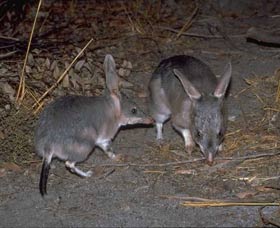 Barna Mia Native Animal Sanctuary - Accommodation Fremantle 2