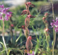 Carnamah-Eneabba Wildflower Drive - Accommodation Fremantle