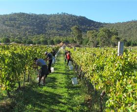 Savina Lane Premum Wines - Accommodation Fremantle 1